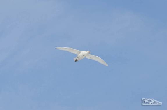 Um giant petrel nos sobrevoa curioso em Turret Point, em King George Island, na Antártida